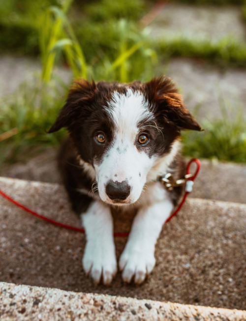 7 Puppy Training and Potty Training Tips You Need to Know