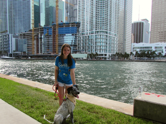 Swifto Dog Walkling App