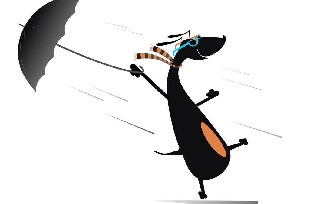 7 Essentials on Hurricane Preparedness for Pets