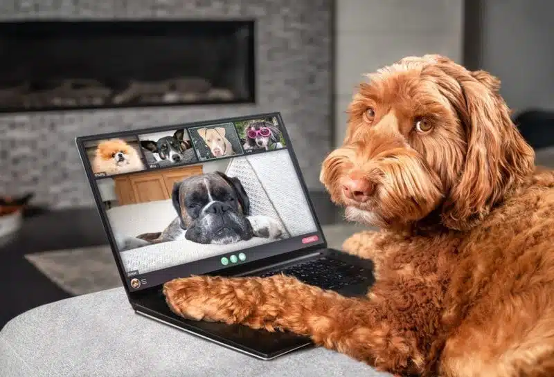 A curly red dog on a laptop video call with other dogs on screen