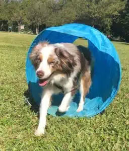 A merle dog running through a blue agility tunnel on grass