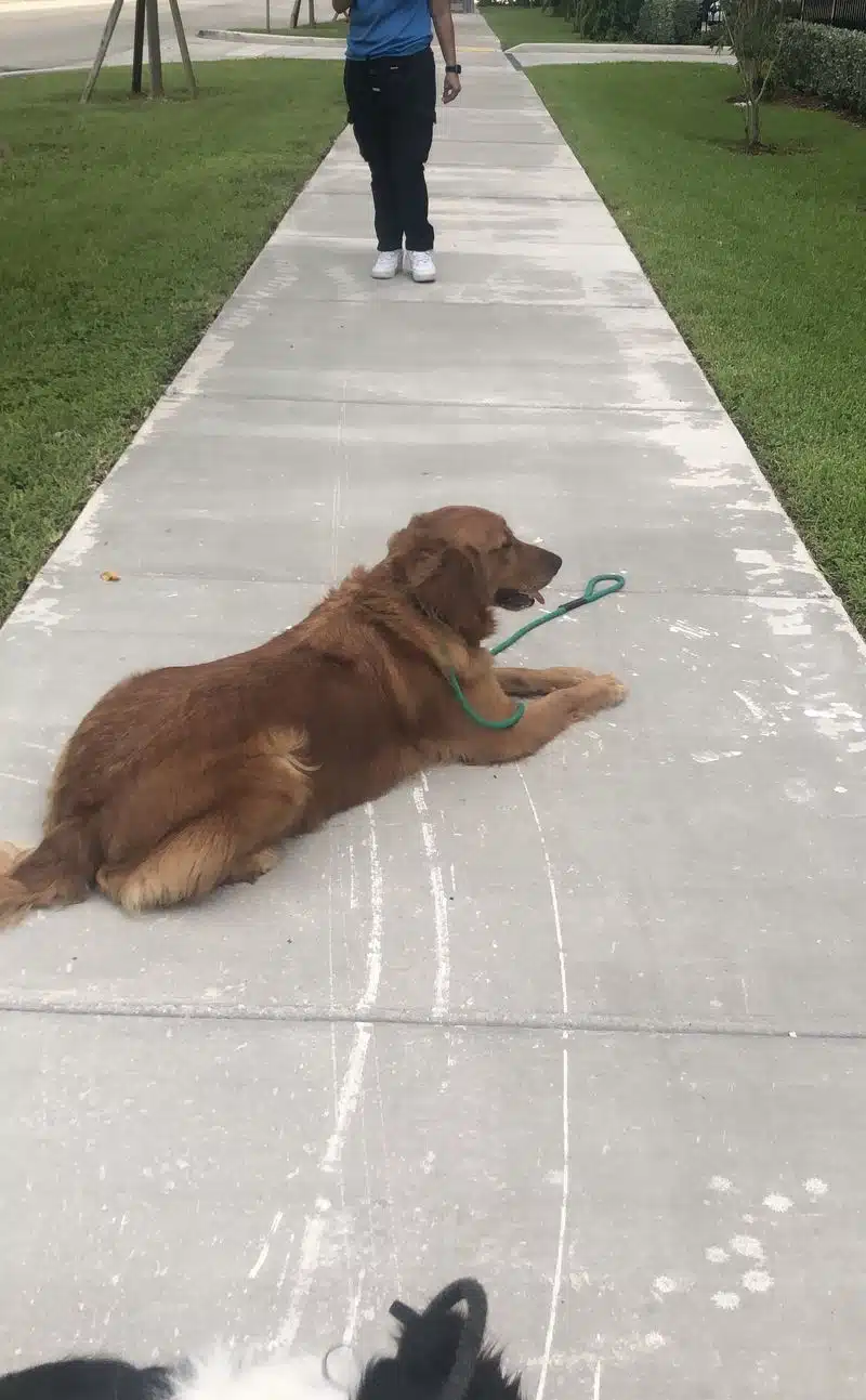 A reddish gold dog lying on a sidewalk during leash training