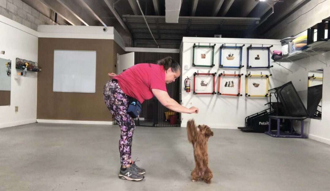 Positive Reinforcement Dog Training – Do’s and Don’ts