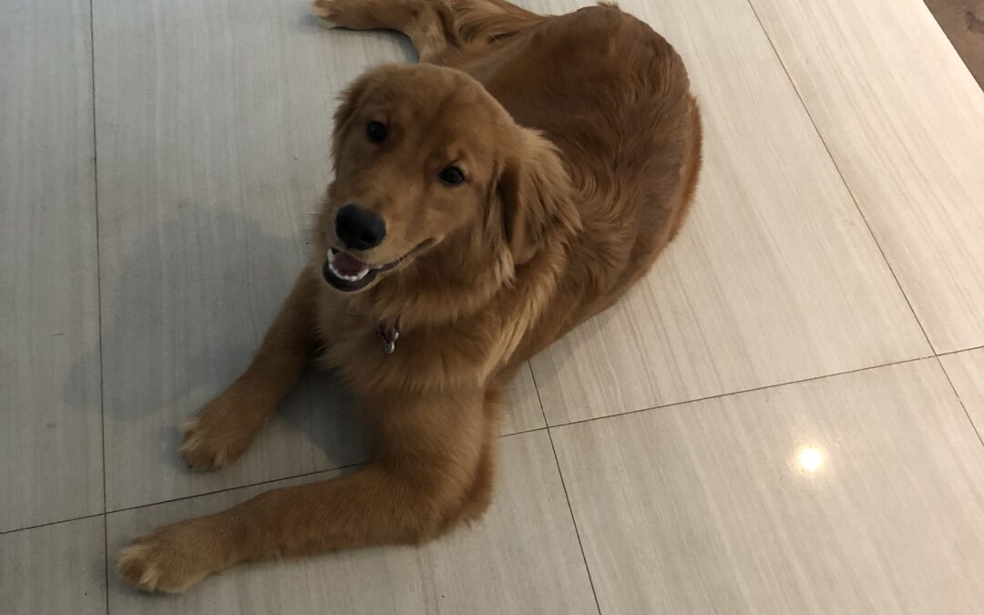 Guide to Obedience Training For Dogs – Bauser’s Pet Training