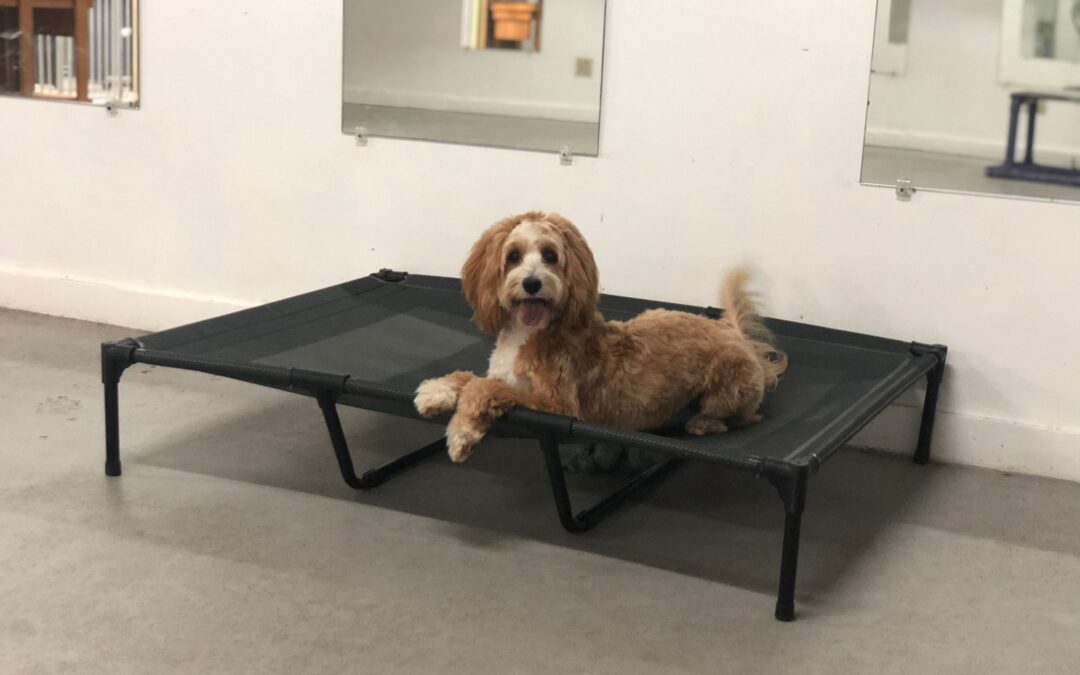 Canine Good Citizen Training Near Me – Bauser’s Pet Training