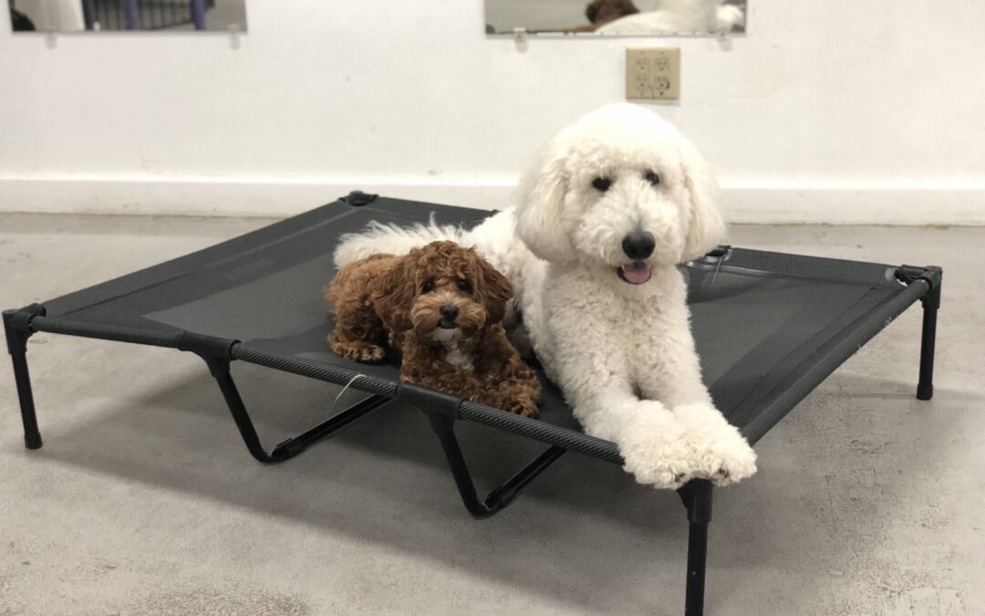 4 Key Activities to Master Dog Training – Bauser’s North Miami