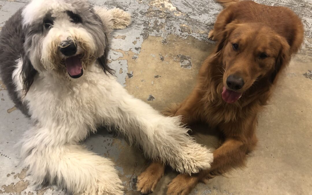 How to Train a Well Behaved Dog | Bauser’s Dog Training Miami