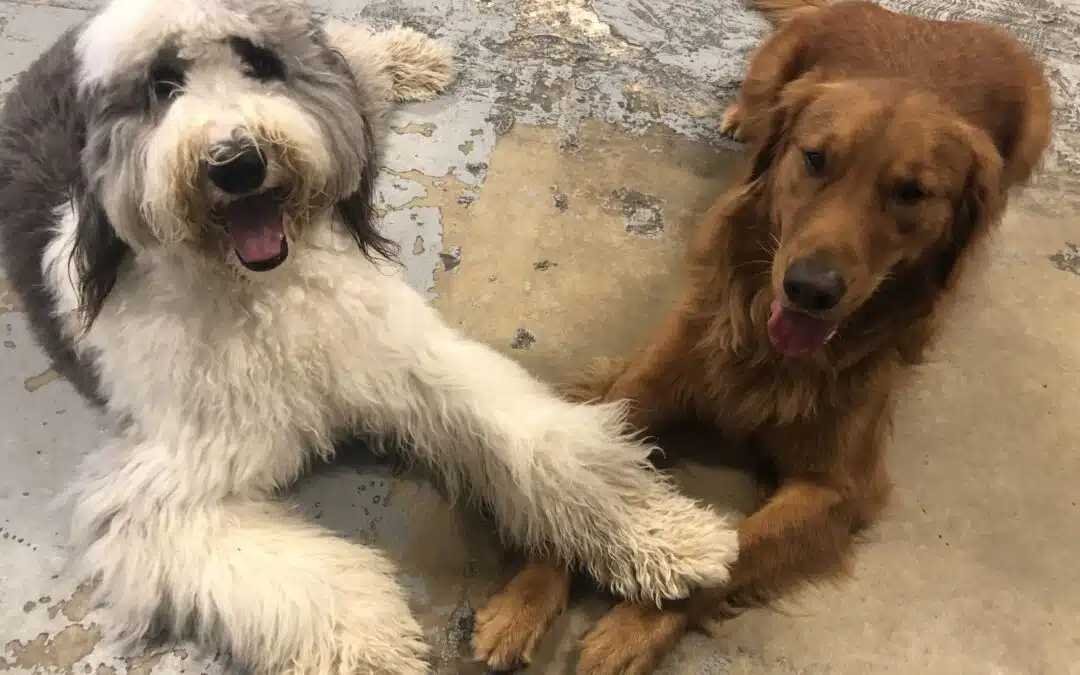 A shaggy grey and white dog and a reddish gold dog lying side by side