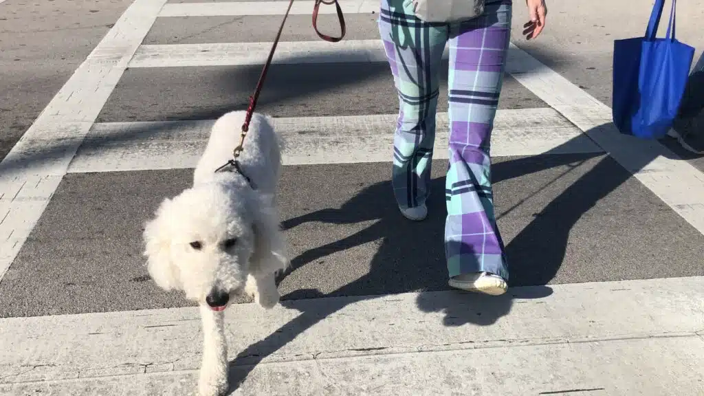 A white curly dog walking across a crosswalk on a leash beside a person