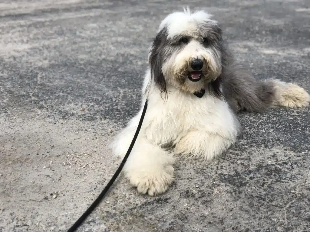A shaggy grey and white dog lying on concrete on a leash