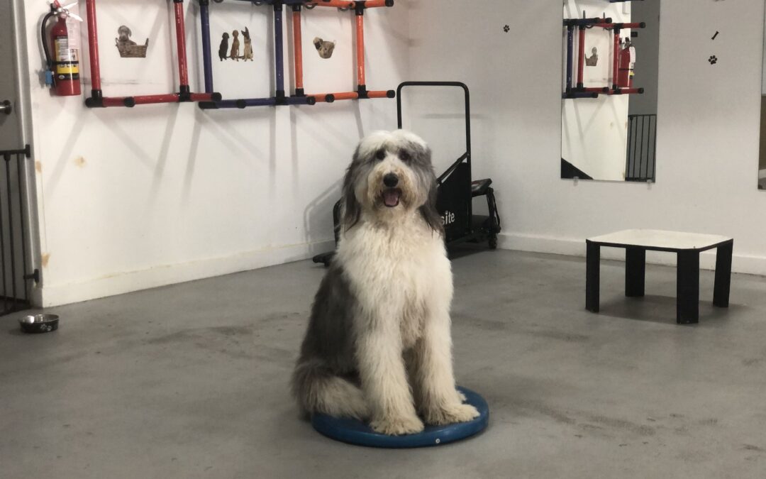 Cracking the Code: How to Train a Well-Behaved Dog