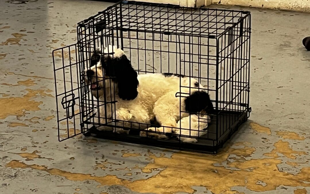 Bauser’s Pet Training Puts the Wag in Your Furry Friend’s Tail