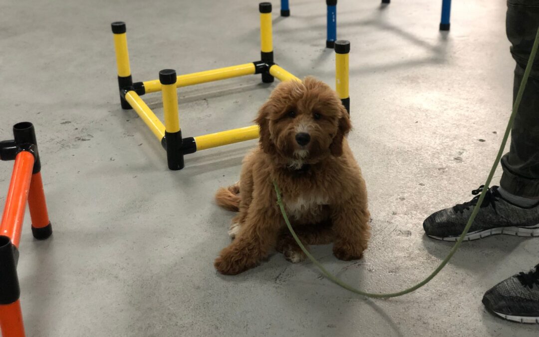 Unleashing the Benefits: The Canine Good Citizen Program