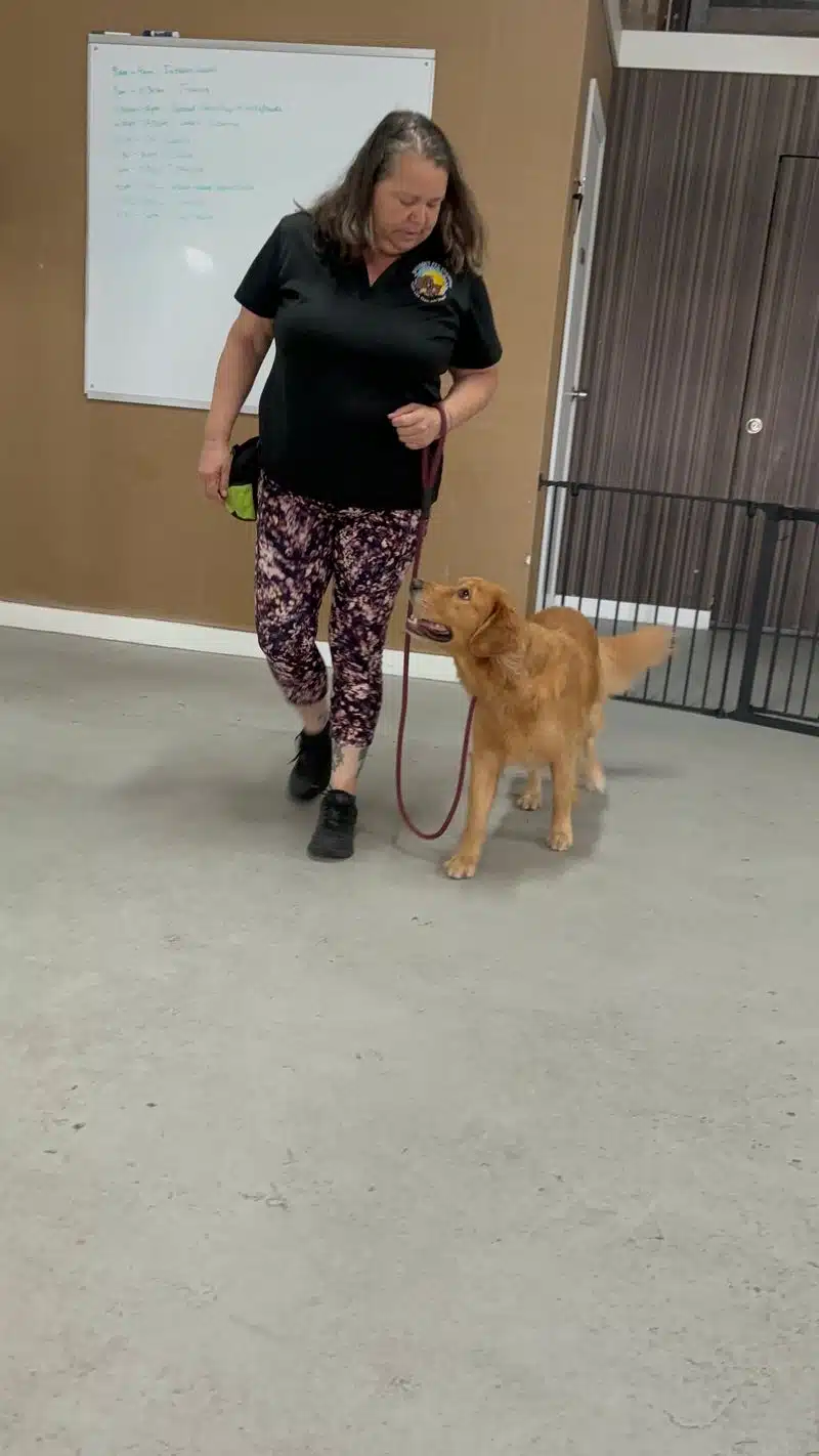 A trainer heeling a reddish gold dog on a leash indoors