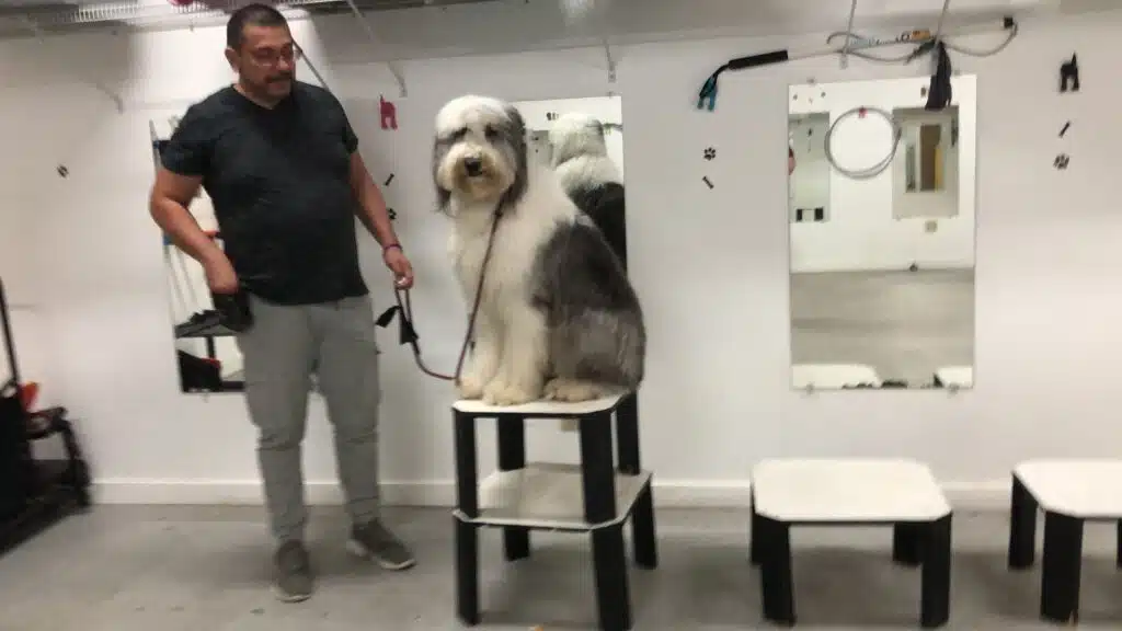 A trainer with a large grey and white sheepdog sitting on a training platform