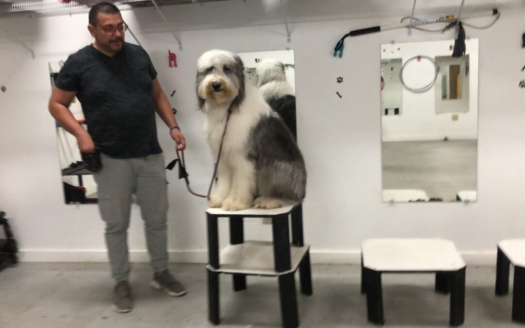 Does Intermittent Positive Rewarding Work in Dog Training?