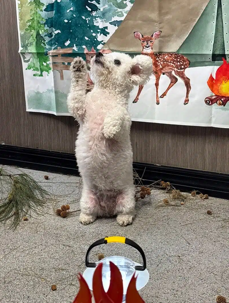Paisley, a small white dog, standing on her hind legs in a sit-pretty pose