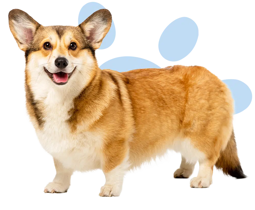 A tan and white corgi standing on a blue paw-print background