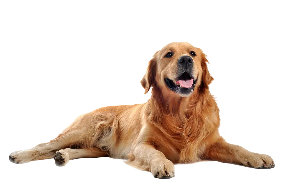 A golden retriever lying down