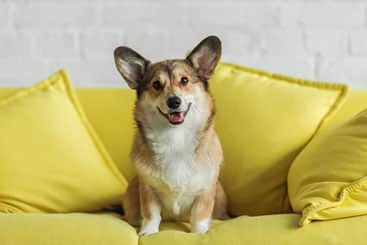 A tan and white corgi sitting on a yellow couch