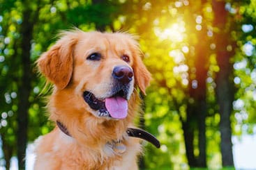 Portrait of Golden labrador dog