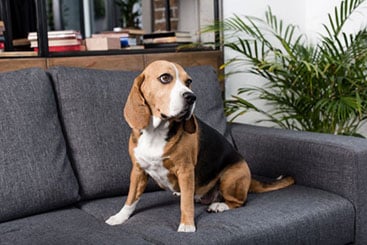 Dog on couch