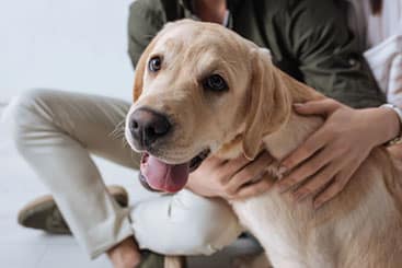 Happy Dog