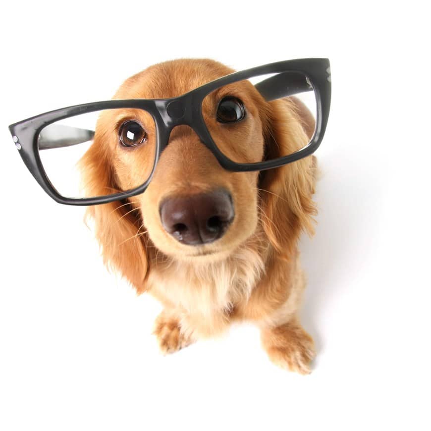 Dachshund wearing oversized black glasses